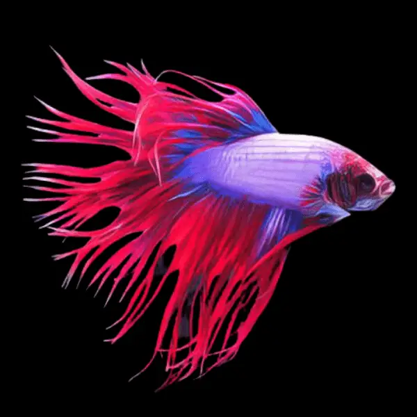 Male Betta Crown Tail - Image 9