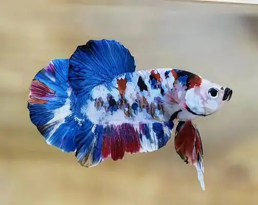 Male Betta Koi - Image 11