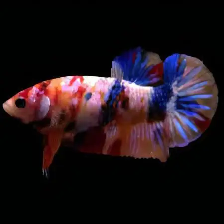 Male Betta Koi - Image 10