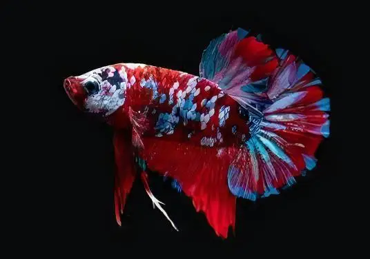 Male Betta Koi - Image 9
