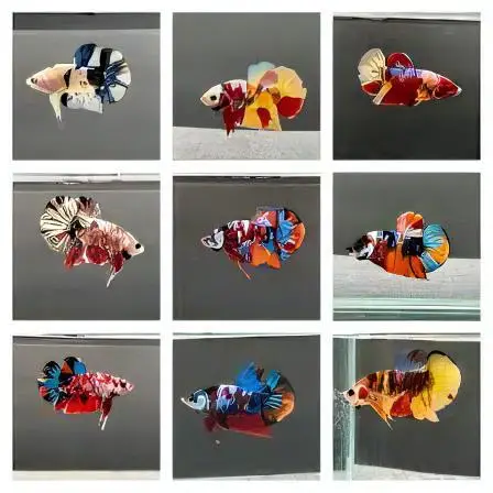 Male Betta Koi - Image 12