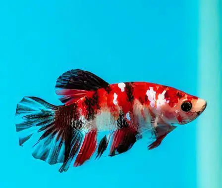 Male Betta Koi - Image 6