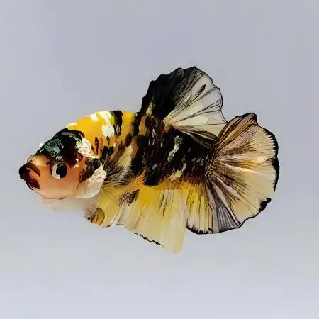 Male Betta Koi - Image 7