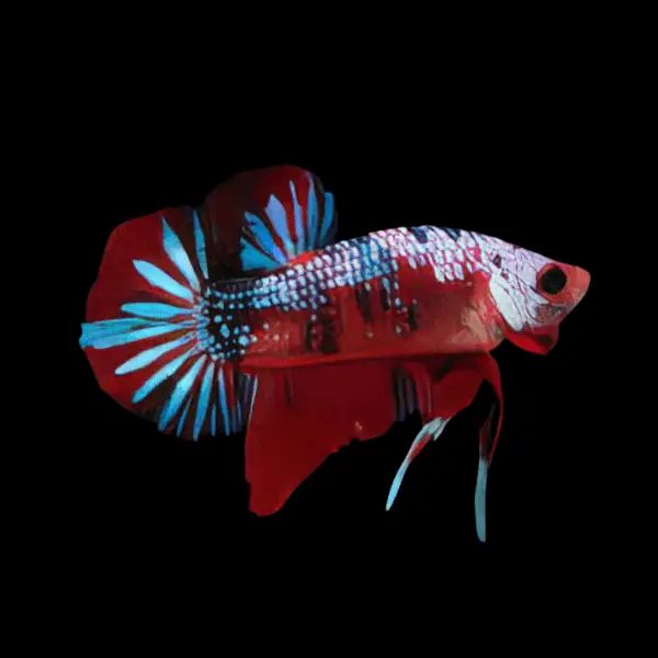 Male Betta Koi - Image 8