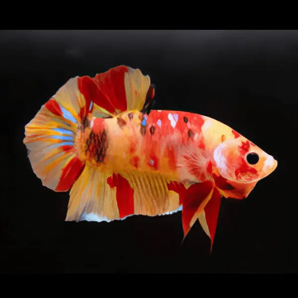 Male Betta Koi - Image 5