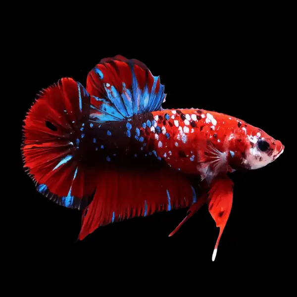 Male Betta Koi - Image 4