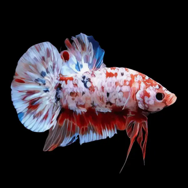 Male Betta Koi - Image 3