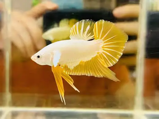 Male Betta Premium - Image 14