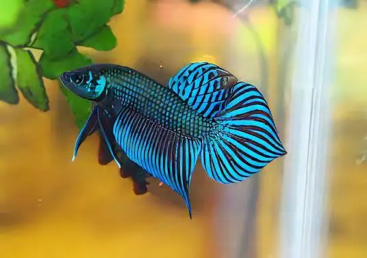 Male Betta Premium - Image 3