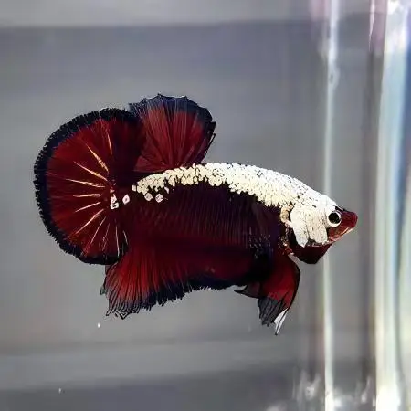 Male Betta Premium - Image 17