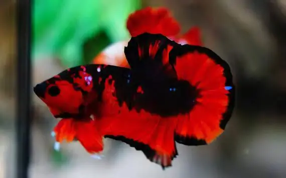 Male Betta Premium - Image 12