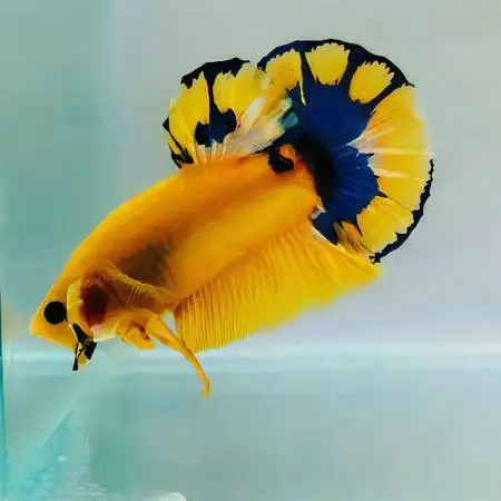 Male Betta Premium - Image 11