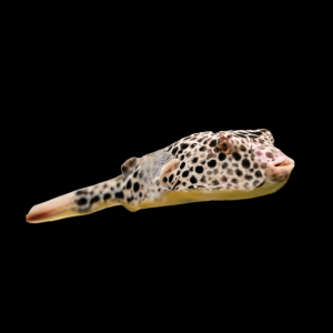 Malebo Ocellated Freshwater Congo Puffer Fish Tetradon Duboisi 5cm