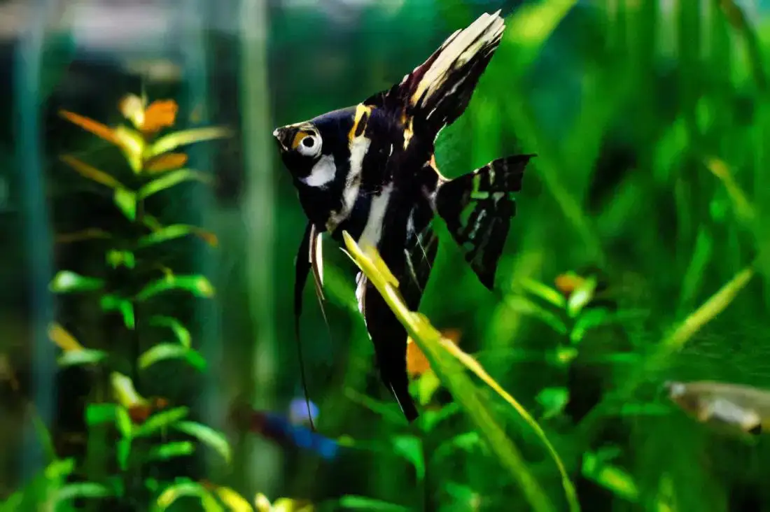 Marbled Angelfish Pterophyllum Scalare - Image 3