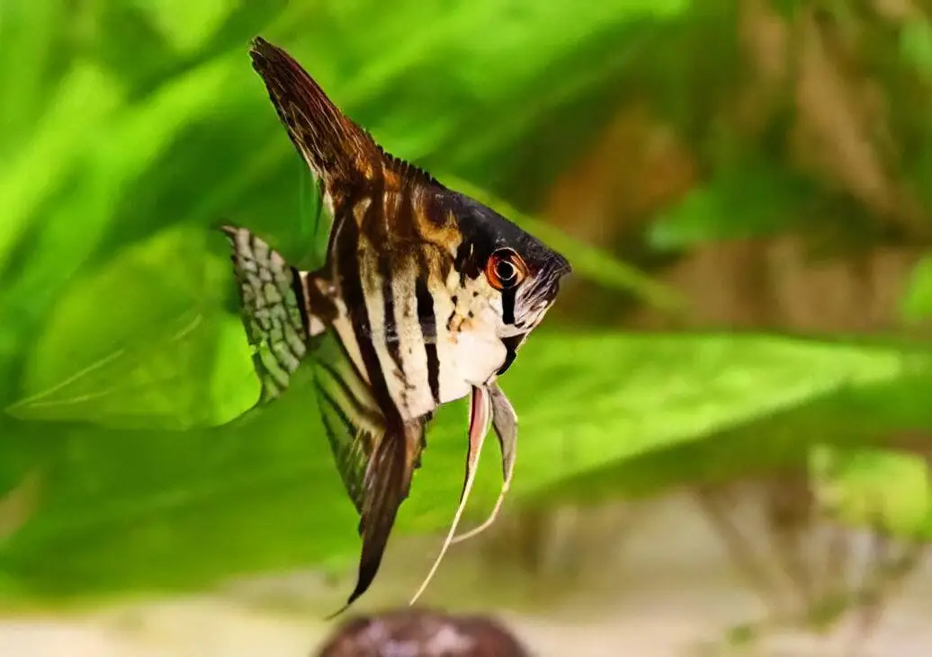 Marbled Angelfish Pterophyllum Scalare - Image 4
