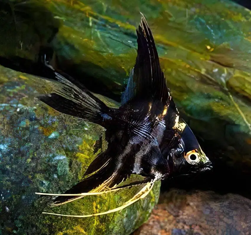 Marbled Angelfish Pterophyllum Scalare - Image 5