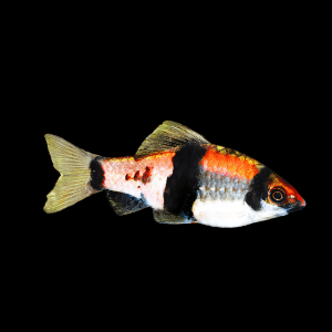 Melon Barb Haludaria Fasciata 4cm