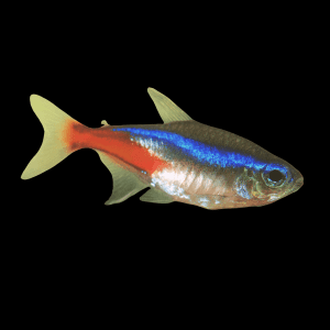 Neon Tetra