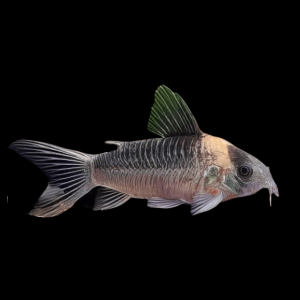 Nijessens Corydoras Nijsseni 3cm Catfish