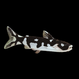 Ninja Woodcat Tatia Musaica 5cm