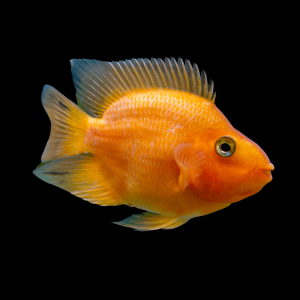 Orange Parrot Fish Hybrid Amphilophus citrinellus × Vieja melanurus 5cm