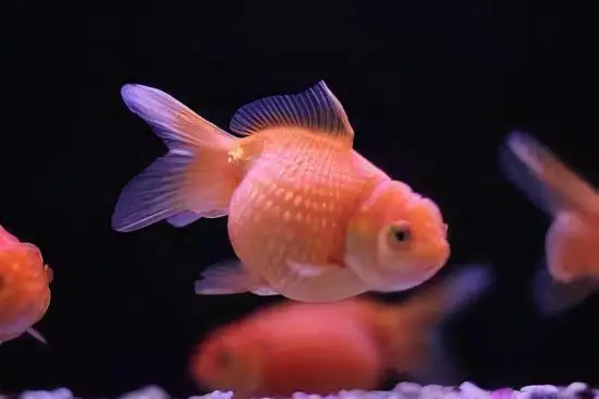 Orange Pearlscale Goldfish Carassius Auratus - Image 3