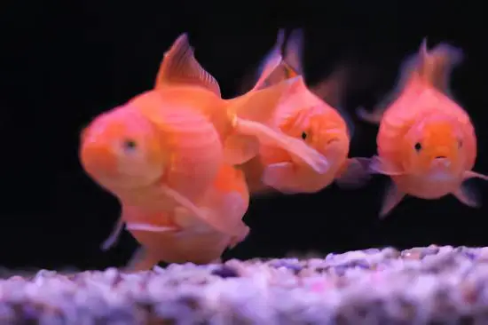 Orange Pearlscale Goldfish Carassius Auratus - Image 5