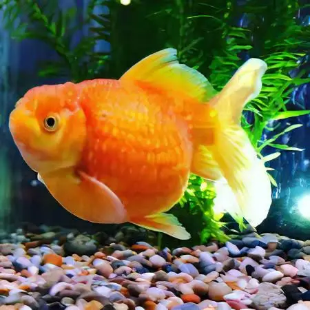 Orange Pearlscale Goldfish Carassius Auratus - Image 6