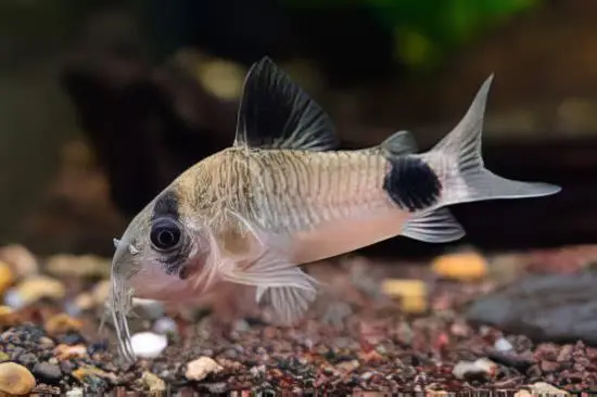 Panda Corydoras Panda 3cm Catfish - Image 4