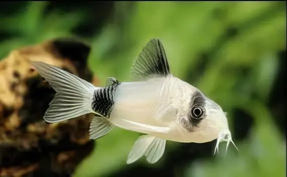 Panda Corydoras Panda 3cm Catfish - Image 5
