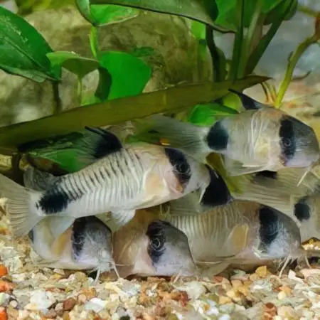 Panda Corydoras Panda 3cm Catfish - Image 7