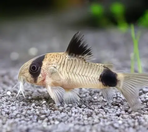 Panda Corydoras Panda 3cm Catfish - Image 3