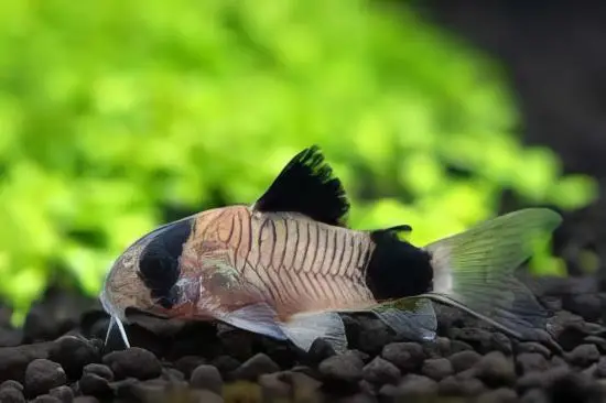 Panda Corydoras Panda 3cm Catfish - Image 6
