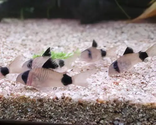 Panda Corydoras Panda 3cm Catfish - Image 8
