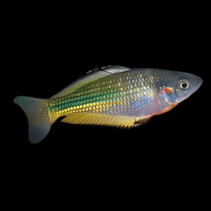 Papua Rainbow Fish Melanotaenia Papuae 5cm