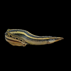 Peacock Spiny Eel Macrognathus Siamensis 10cm