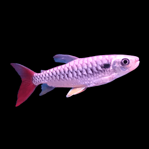 Pink Tailed Chalceus Macrolepidotus 6cm