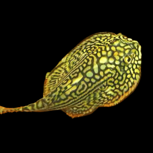 Pinstripe Pleco Hillstream Loach Hong Kong Butterfly Sewellia Lineolata 4cm