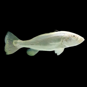 Platinum Peacock Bass 12cm