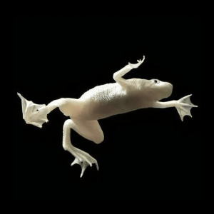 Platinum African Dwarf Frog Hymenochirus Boettgeri 3cm