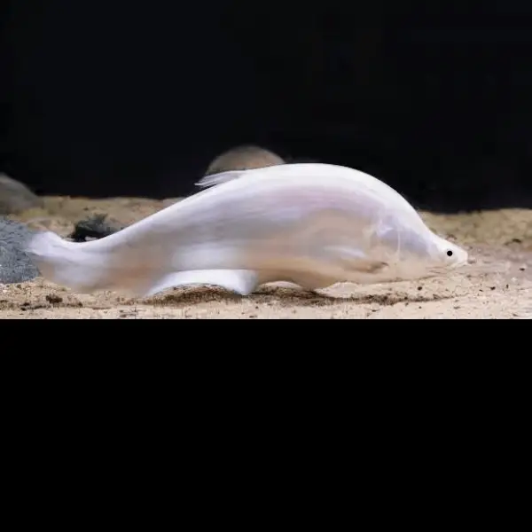 Platinum Clown Knife Fish Chitala Blanci 15cm - Image 3