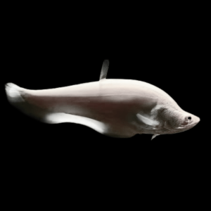 Platinum Clown Knife Fish Chitala Blanci 15cm