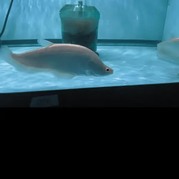 Platinum Clown Knife Fish Chitala Blanci 15cm - Image 6