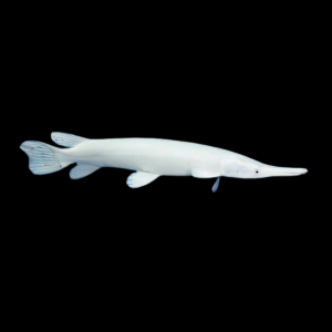 Platinum Florida Spotted Gar Lepisosteus Platyrhincus 15cm