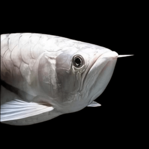 Platinum Silver Arowana Osteoglossum Bicirrhosum 40cm
