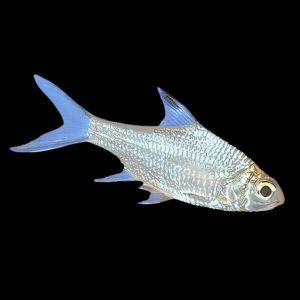 Platinum Tinfoil Barb Barbodes Schwanenfeldii 5cm