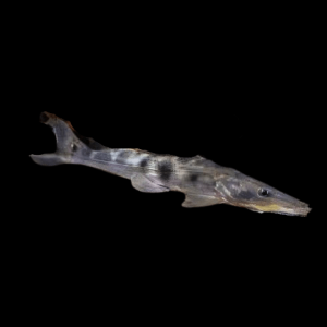 Porthole Shovelnose Catfish Hemisorubim Platyrhynchos 8cm