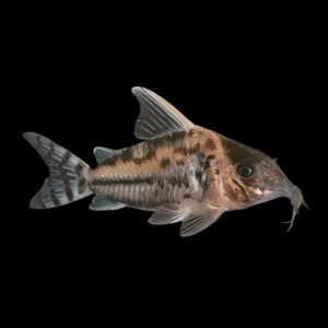 Pretty Corydoras Pulcher 4cm Catfish