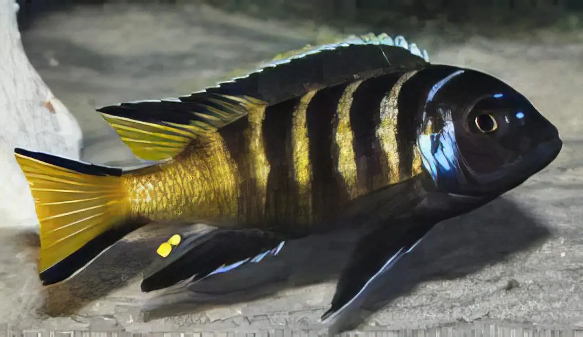 Pseudotropheus Elongatus Chailosi Malawi African Cichlid - Image 5