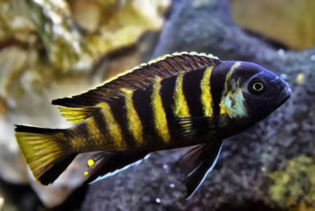 Pseudotropheus Elongatus Chailosi Malawi African Cichlid - Image 4